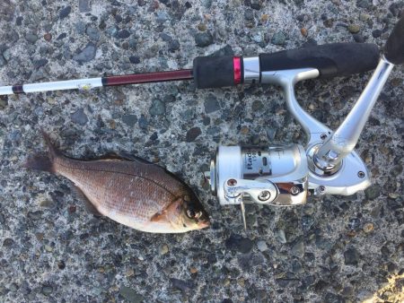 ウイリーサビキ